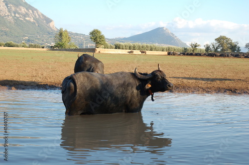 bufalo 3