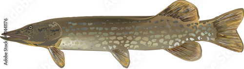 pesce acqua dolce