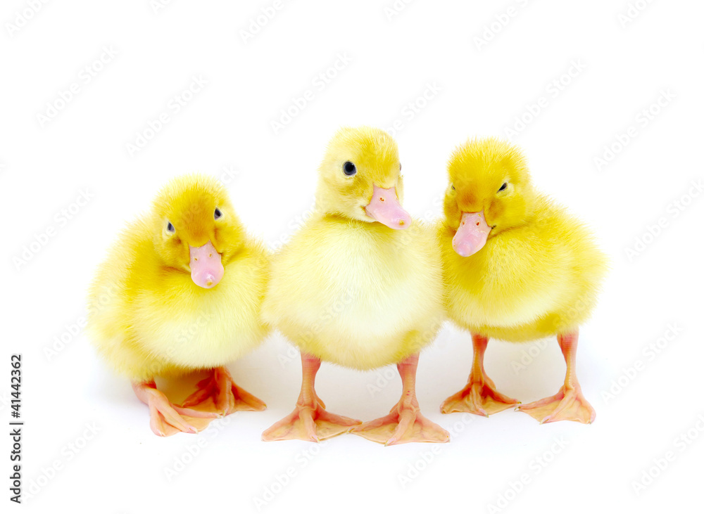 yellow ducks