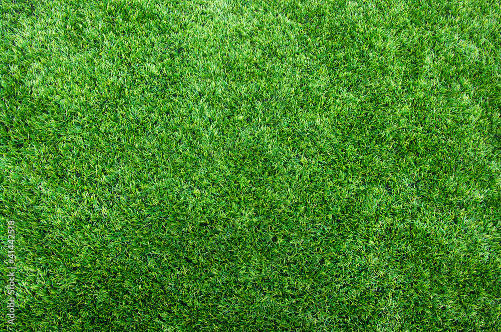 Fototapeta premium Texture green lawn