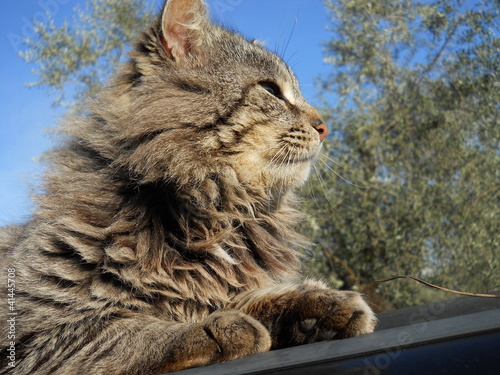 Totò,  norvegese di maremma photo