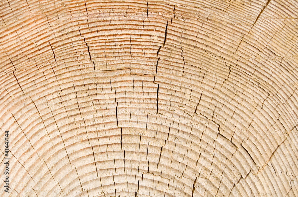 Fototapeta premium Baumstamm Detail