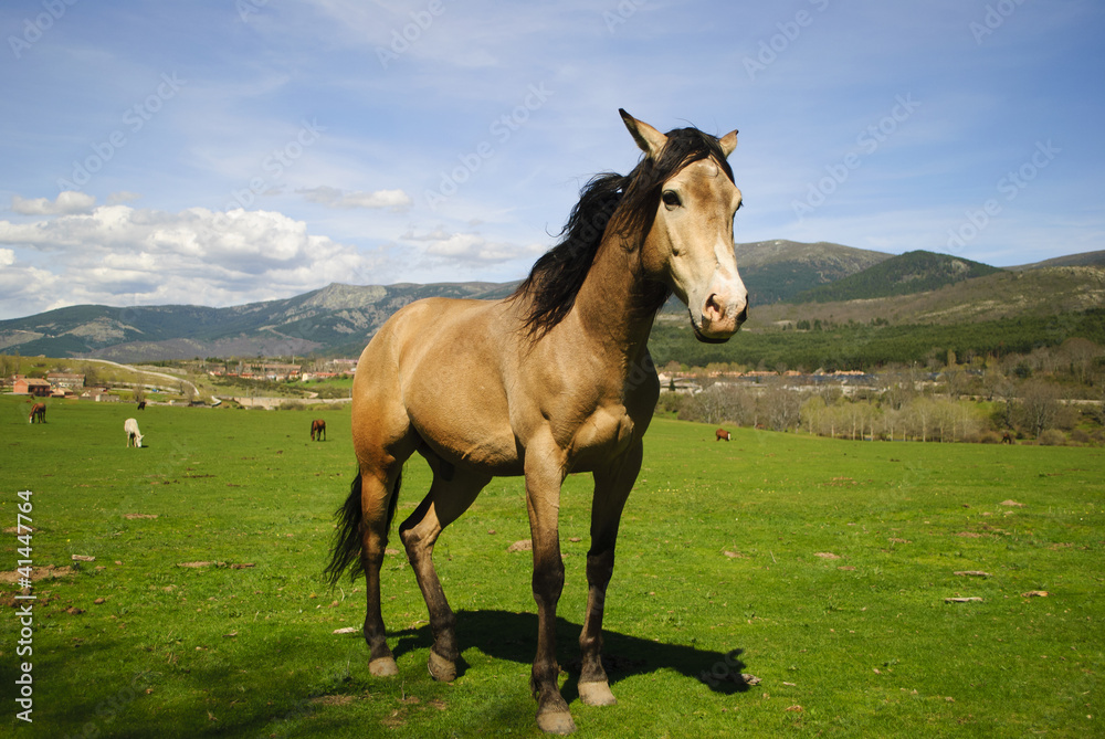 Fuerza Natural de un Caballo Fuerza Natural de un Caballo