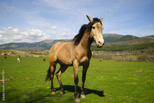 Fuerza Natural de un Caballo