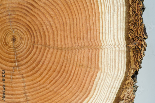 Holzscheibe, Jahresringe photo