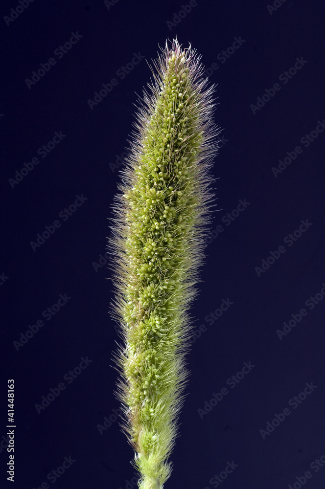 Kolbenhirse, Hirse, Setaria Kolbenhirse, Hirse, Setaria