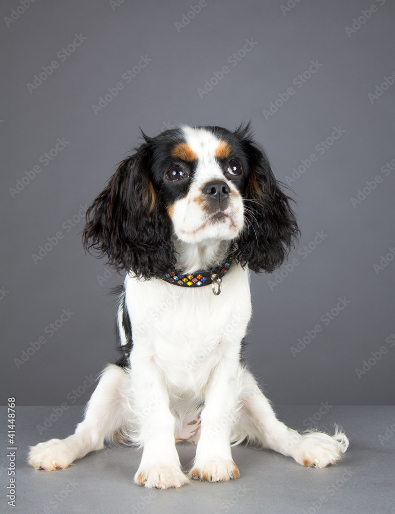 Cavalier King Charles Spaniel sitting and looking up