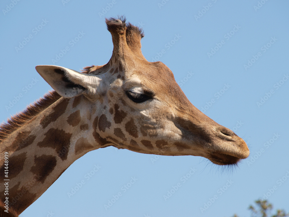 Girafe