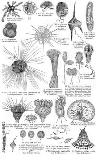 Protozoa (Unicellular eukaryotic organisms) photo