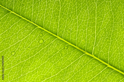 Leaf texture