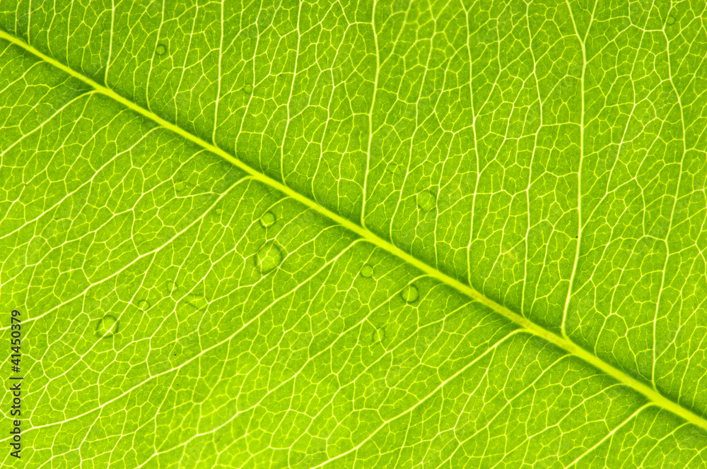 Leaf