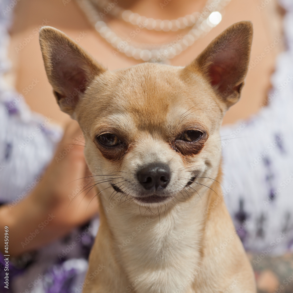 grinsender Chihuahua