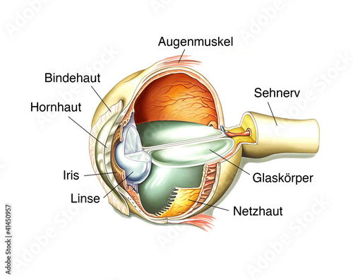 Das menschliche Auge im Querschnitt