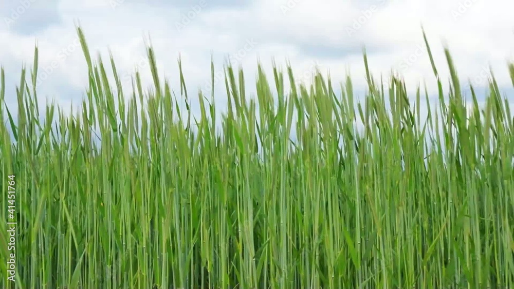 grainfield - agriculture