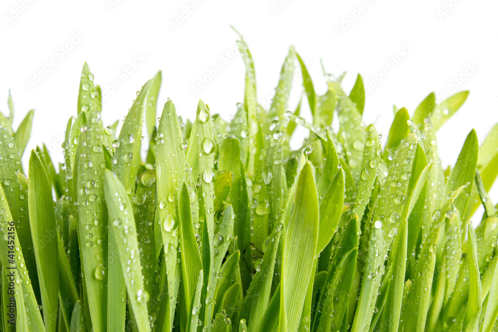 Wet green barley grass, isolated on white
