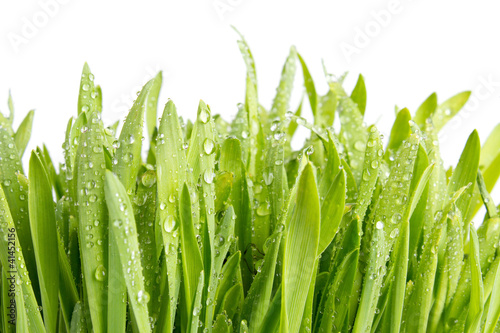 Obraz na płótnie Wet green barley grass, isolated on white w salonie