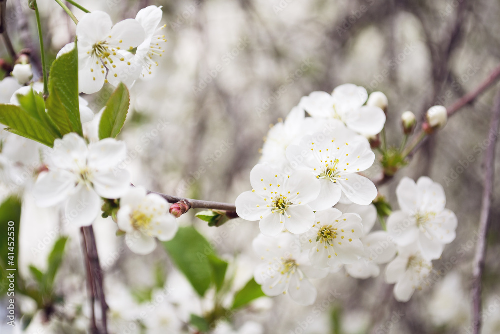 Obraz premium cherry branch with flowers