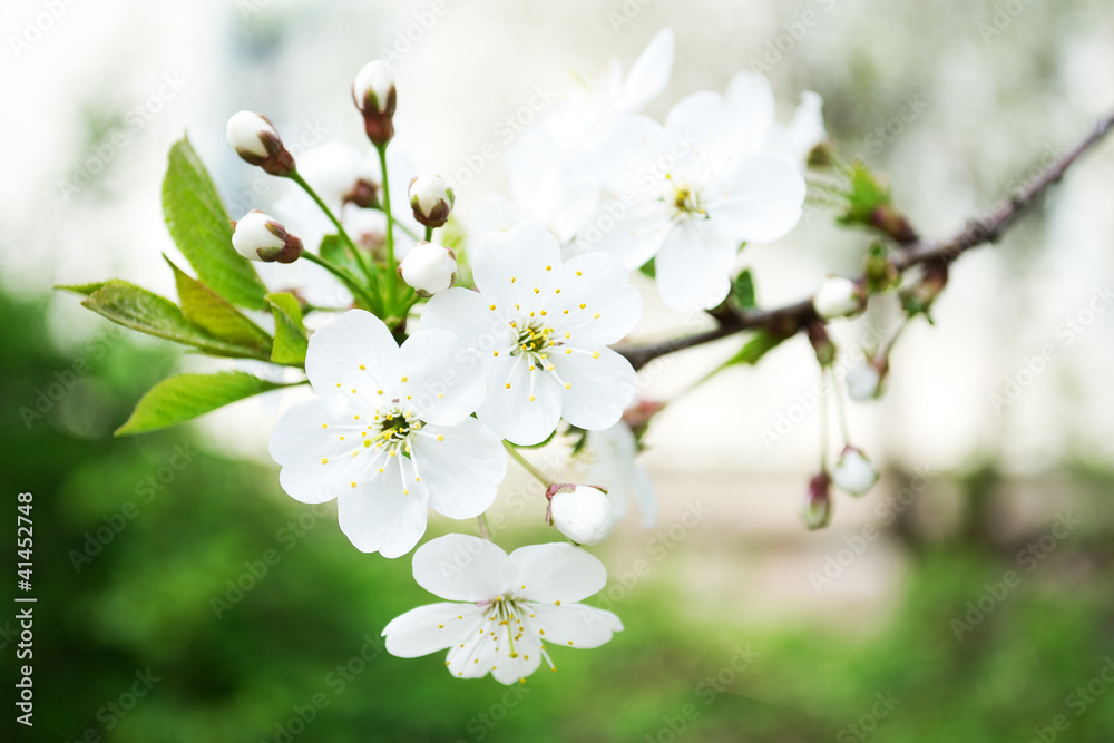 cherry branch with flowers cherry branch with flowers