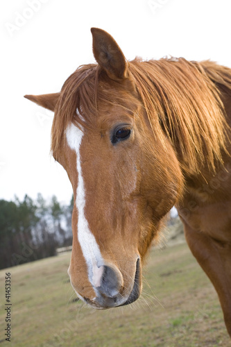 Horse head