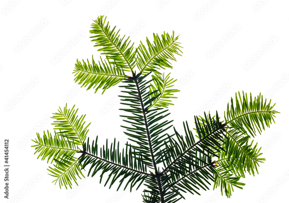 pine