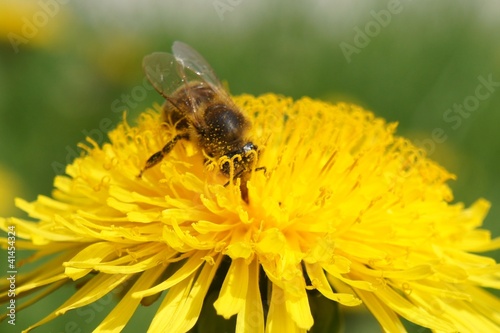 Пчела (bee) © volo100
