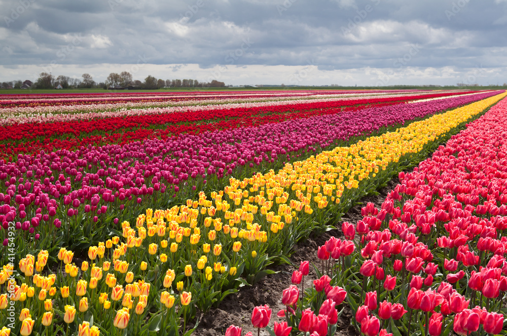 colorful field with rows of tulips