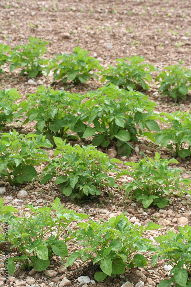 piante di patata su terreno