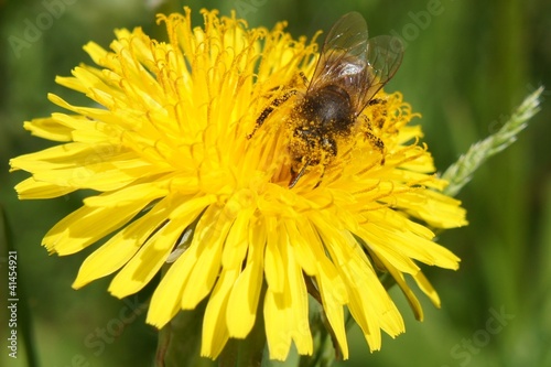 Пчела на одуванчике (bee)
