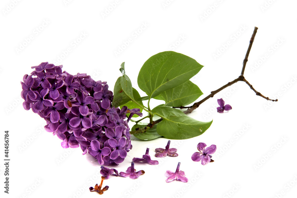 Obraz premium Spring feelings