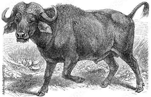 African buffalo (Syncerus caffer) photo