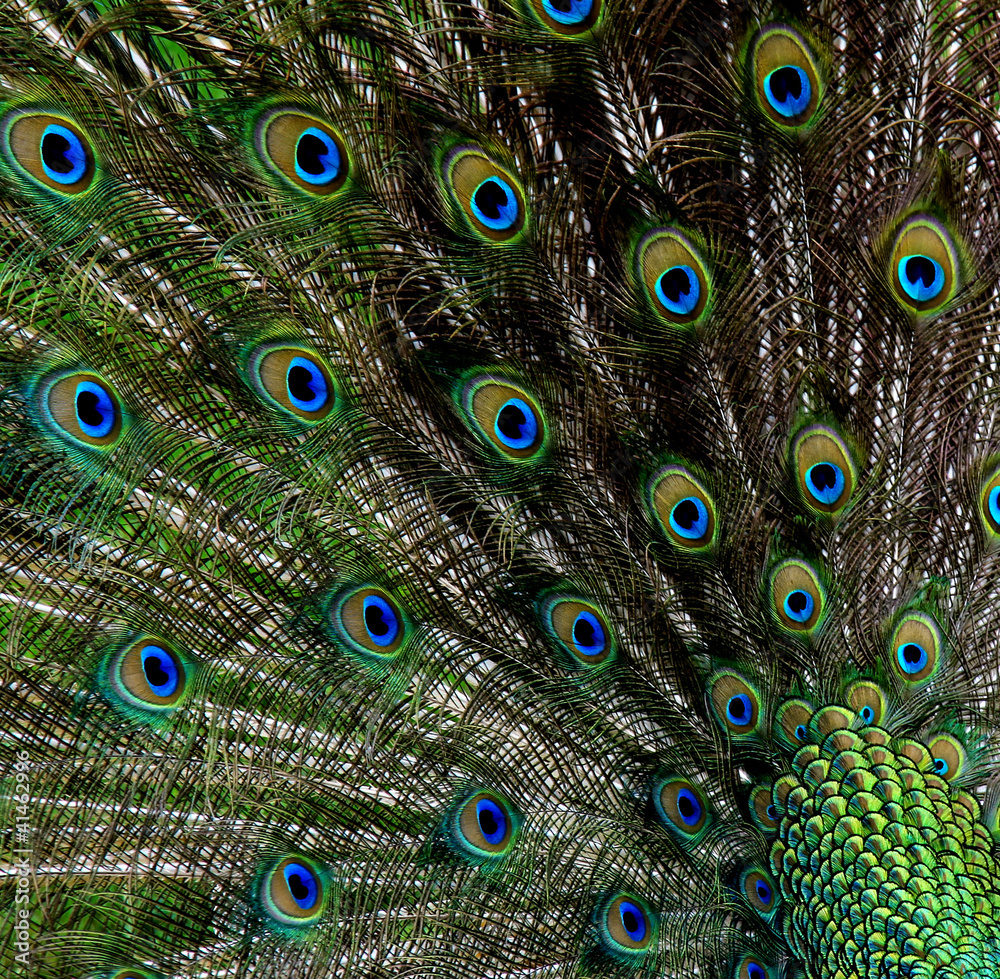 Obraz premium Peacock background