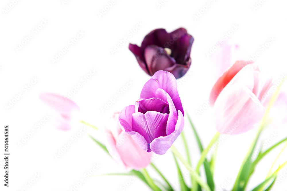 Obraz premium Tulips