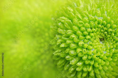 green chrysanthemum