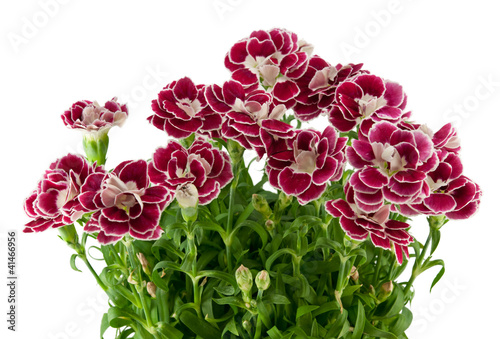 Fototapeta Naklejka Na Ścianę i Meble -  Carnation flowers on a white background