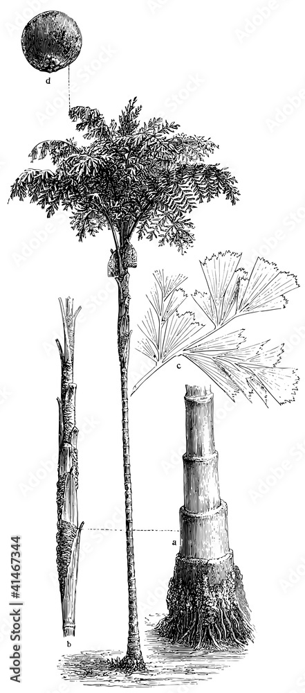 Obraz premium Palm Caryota urens.