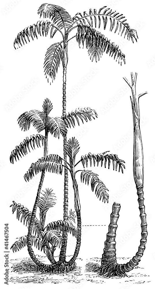 Obraz premium Palm Chamaedorea elatior.