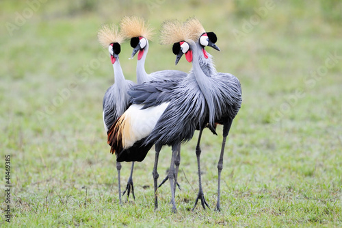 Four Grey Crowned Cranes at courtship.