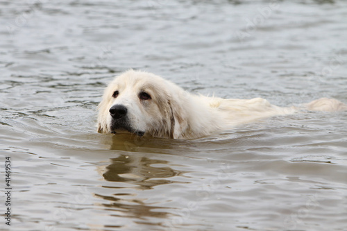 pyrenean mountain dog swimming