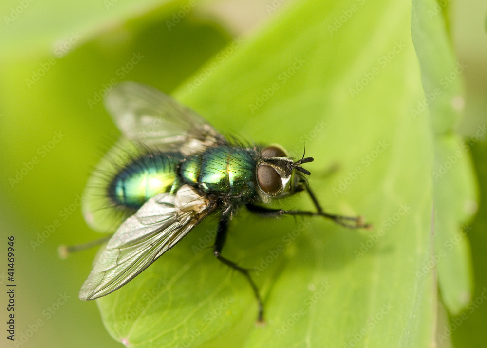 Greenbottle Greenbottle