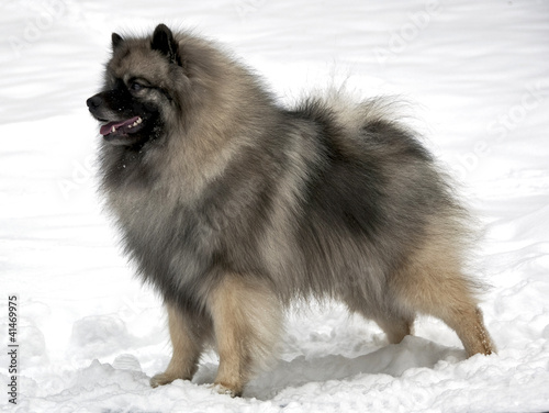 standing keeshond photo