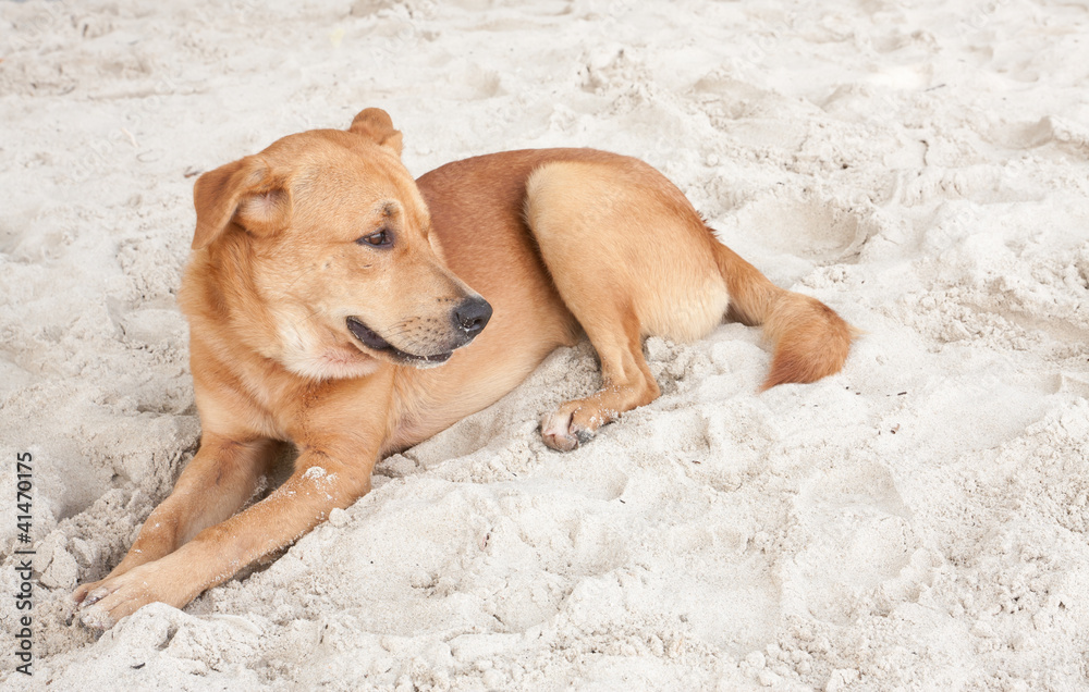 dog relaxing on beach sand in Thailand