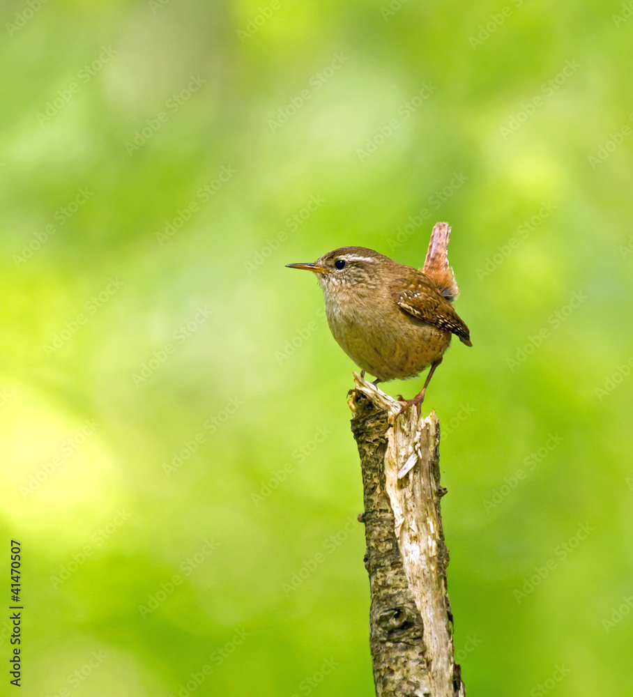 Fototapeta premium Winter Wren on Branch