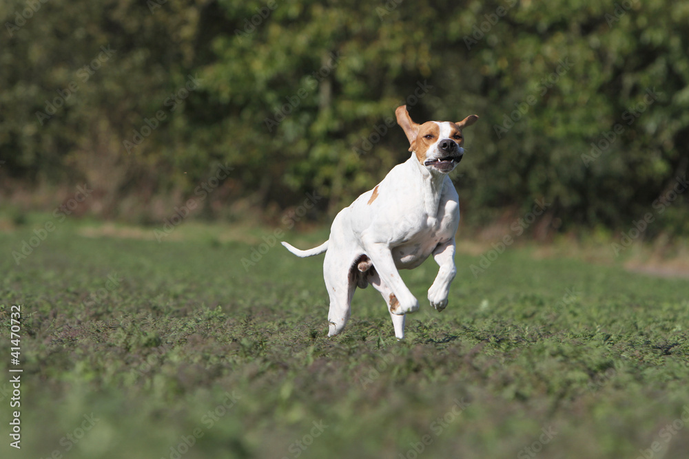 pointer hunting