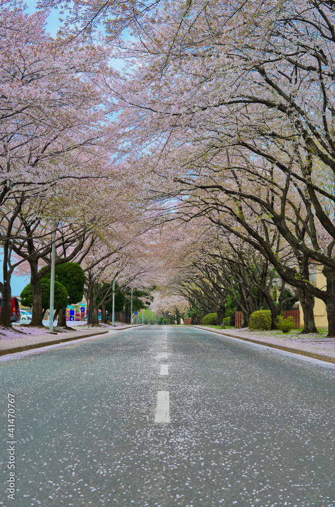 Fototapeta premium Blossom path