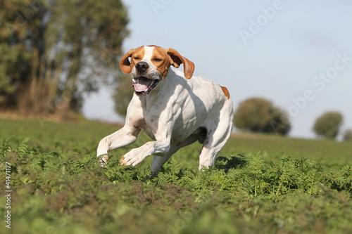 english pointer running on the field