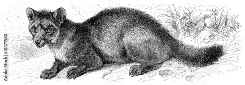 Shows the sable (Martes zibellina)