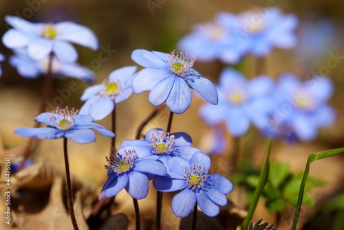 Obraz na plátně flowers of hepatica nobilis