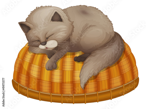 Cat sleeping