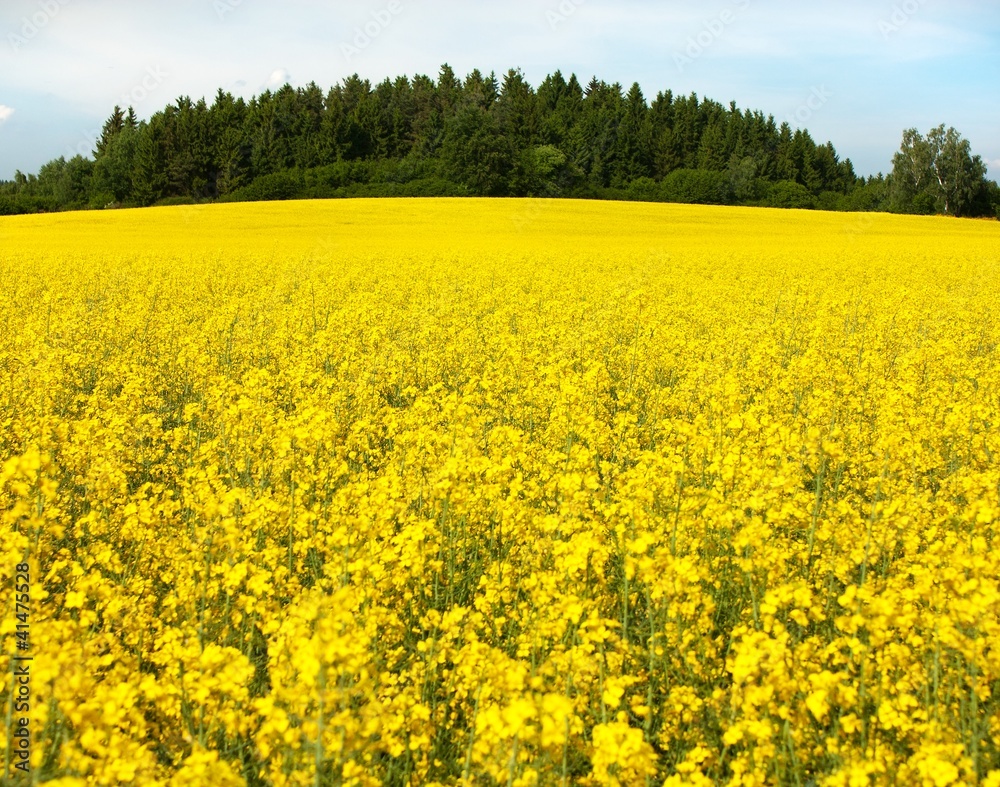 field of rapeseed plant for green energy