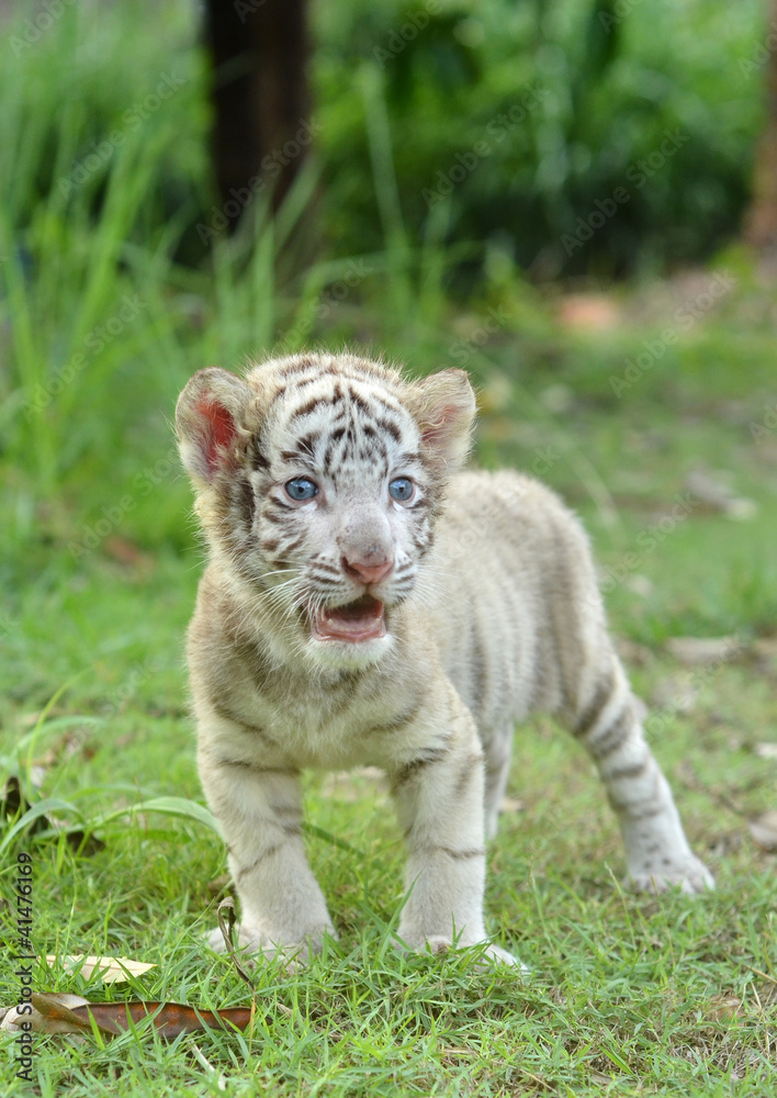 Naklejka premium baby white bengal tiger